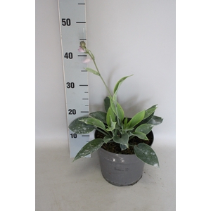 vaste planten 19 cm  Hosta Halcyon