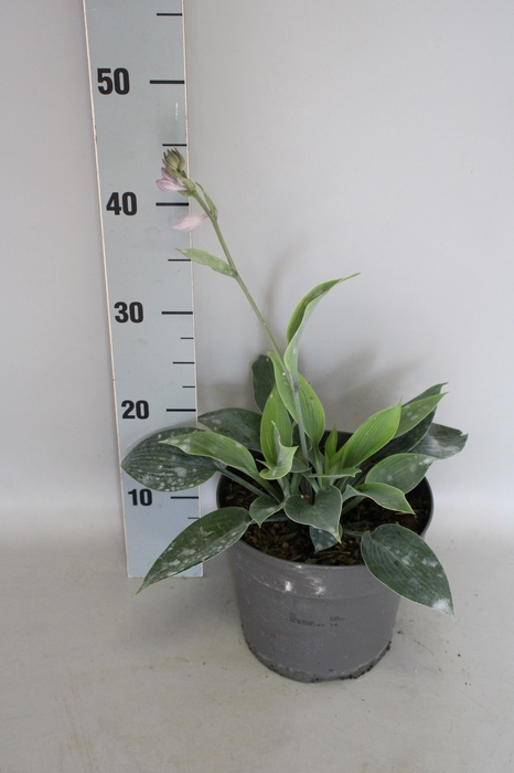 vaste planten 19 cm  Hosta Halcyon