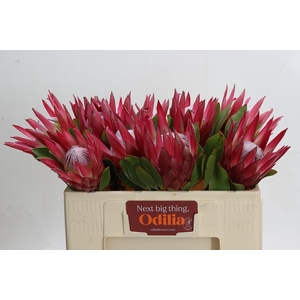 Protea Cynaroides Madiba