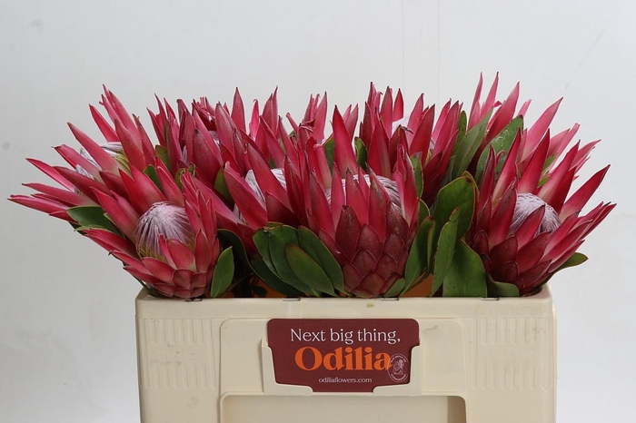 <h4>Protea Cynaroides Madiba</h4>