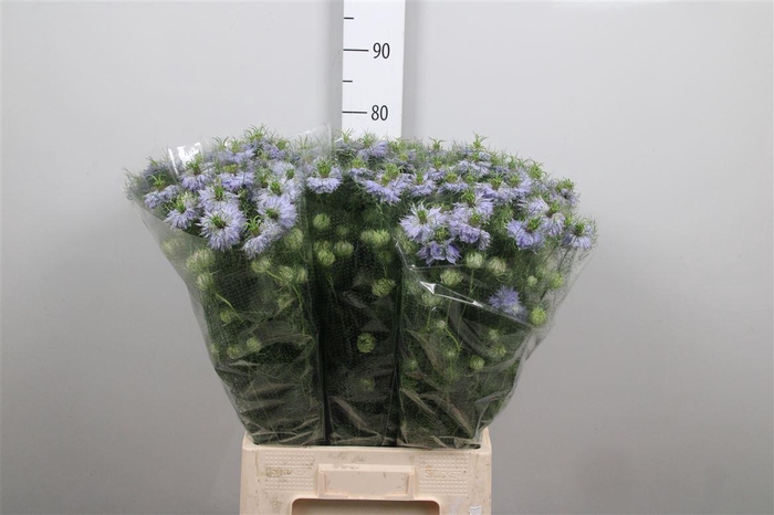 <h4>Nige D Mystery Lila</h4>