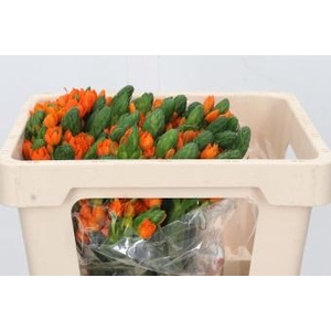 Ornithogalum Dubium Sunshine