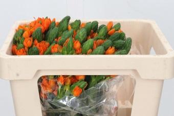 <h4>Ornithogalum Dubium Sunshine</h4>