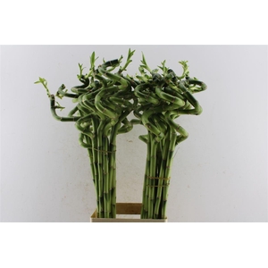 Drac S Lucky Bamboo