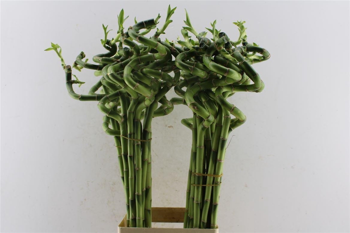 <h4>Drac S Lucky Bamboo</h4>