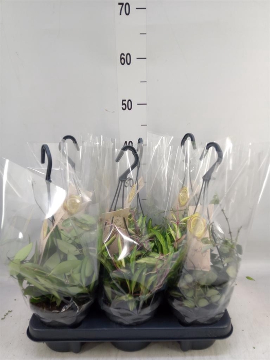 <h4>Hoya   ...mix</h4>