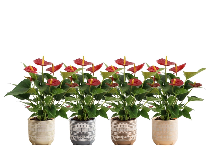 <h4>Anthurium Diamond Red in Neo ceramics</h4>