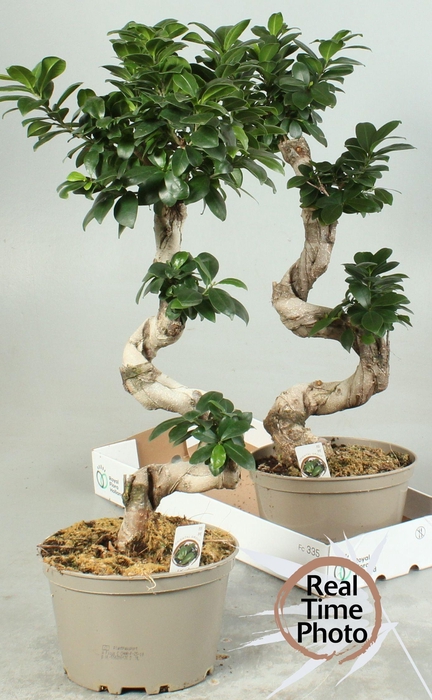 <h4>FIC MI GINSENG</h4>