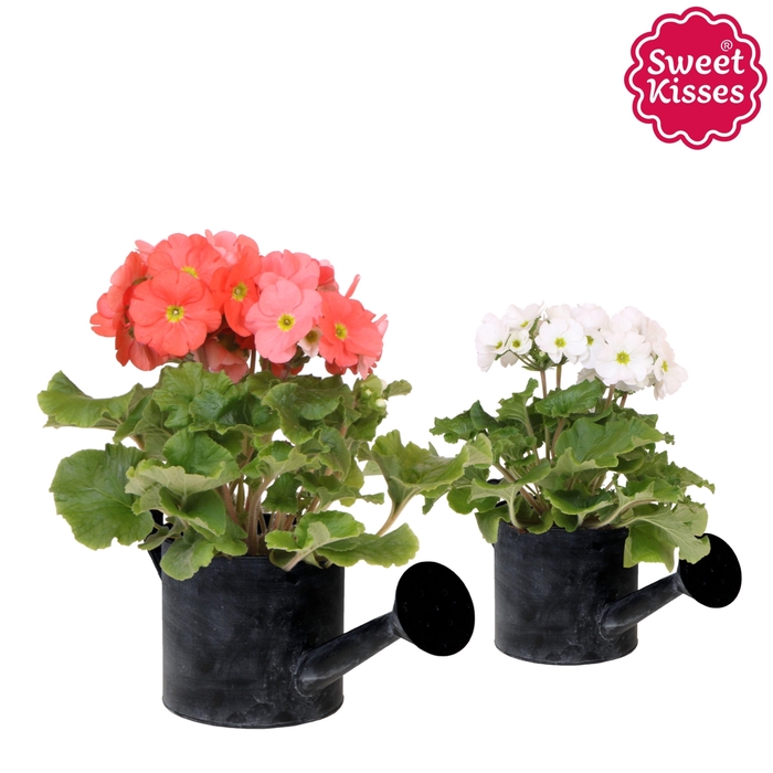 <h4>Primula Obconica Sweet Kisses mix in Watering Can pot</h4>