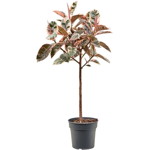 Ficus elastica 'Belize' (130-150)