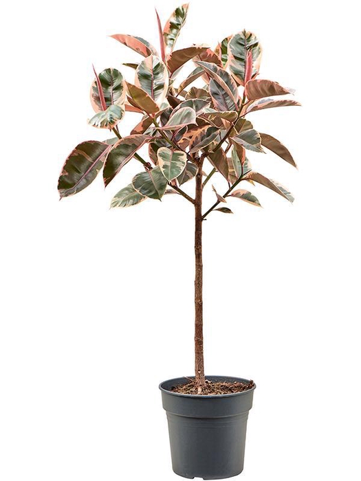<h4>Ficus elastica 'Belize' (130-150)</h4>