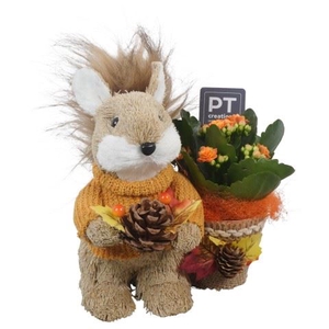 Arr.   Planten L%