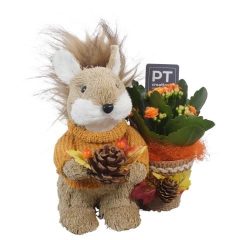 <h4>Arr.   Planten L%</h4>