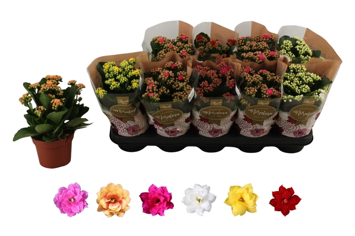 <h4>KAL GE RO GEM 6 KL</h4>