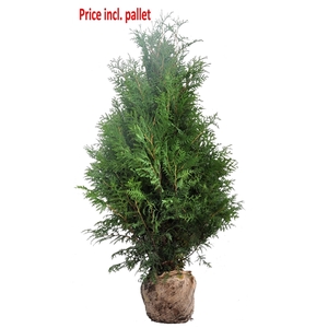 Thuja occ. Brabant, plantmaat 140-160 cm - Rondgestoken - KLUIT