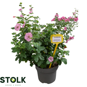 Anisodontea 17cm 'Cotton Candy Pink'