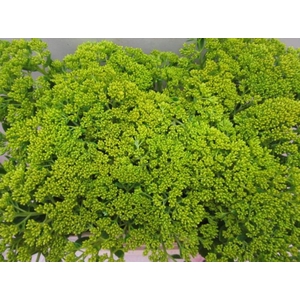 Sedum Geel