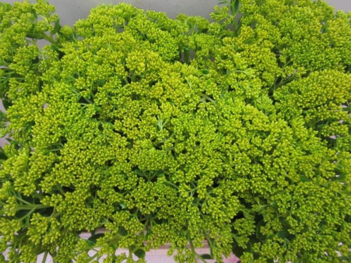 <h4>Sedum Geel</h4>