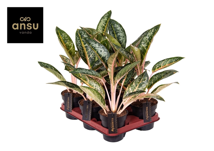 Aglaonema overig