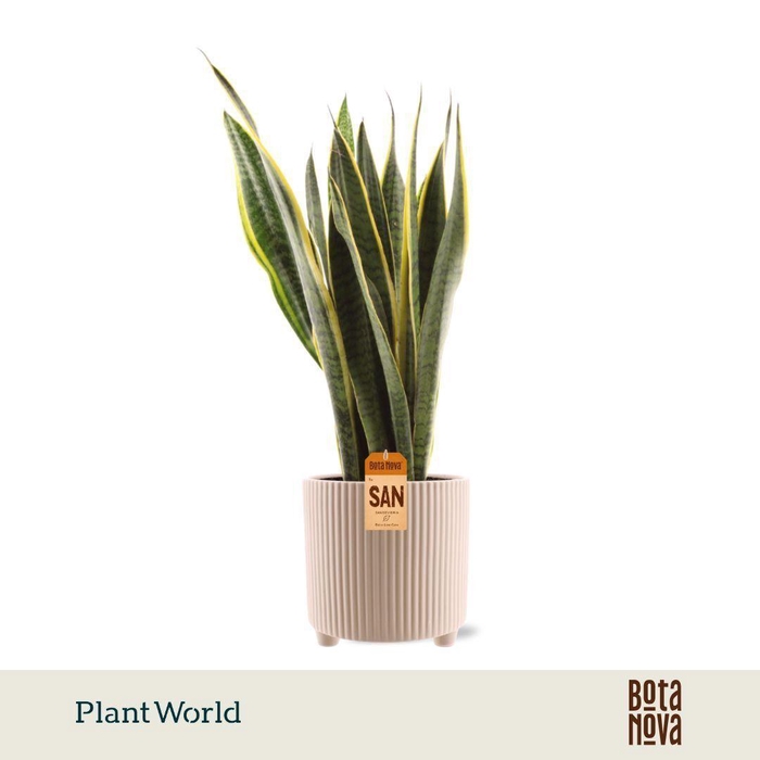 <h4>Sansevieria Laurentii in Lina Keramiek</h4>