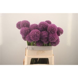 Allium Grootbloemig