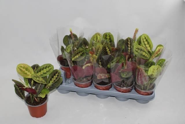 <h4>MARANTA FASCINATOR</h4>