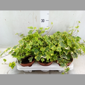 Hedera helix 'Golden Kolibri'