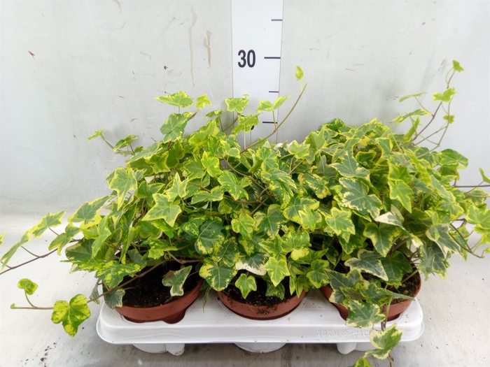 <h4>Hedera helix 'Golden Kolibri'</h4>