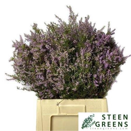 <h4>Erica Per Bos</h4>