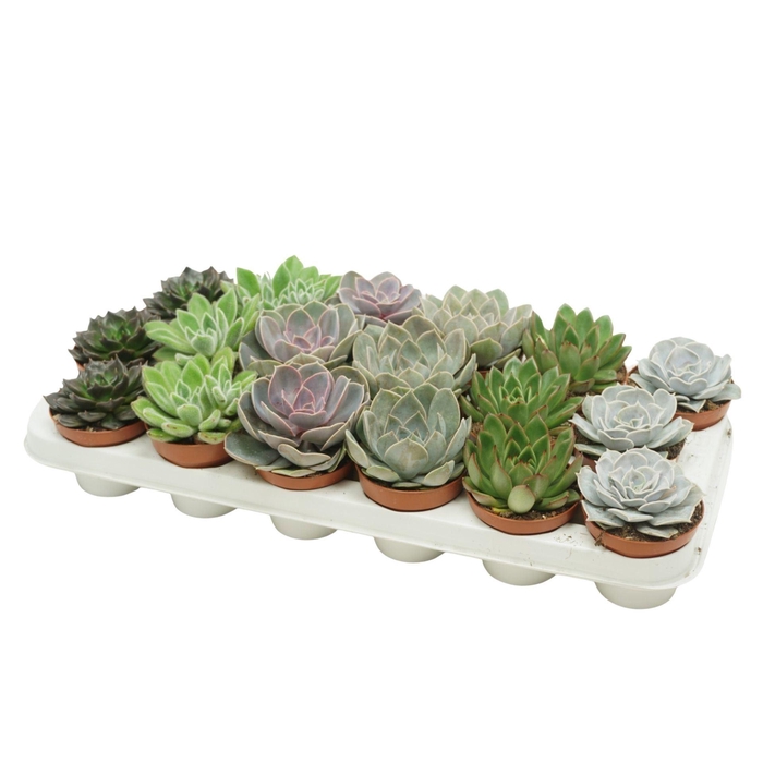 <h4>Echeveria gemengd</h4>