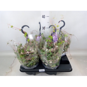 Ceropegia linearis Luuk