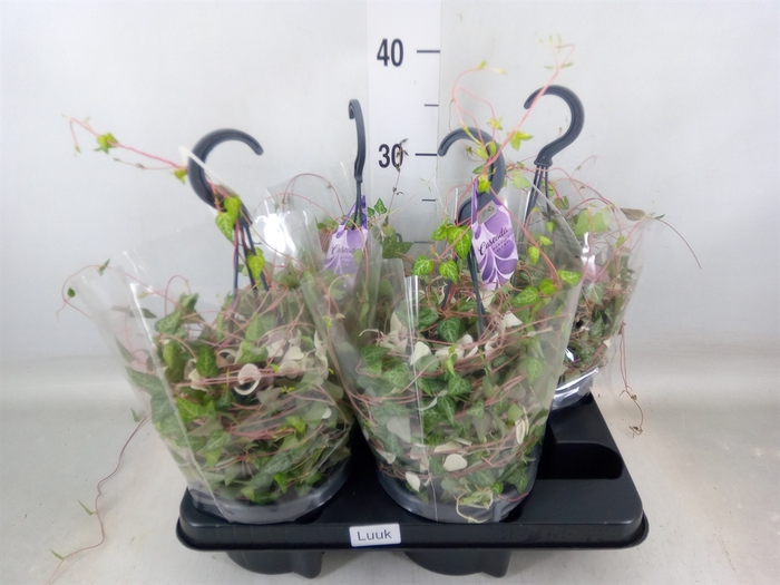 <h4>Ceropegia linearis Luuk</h4>
