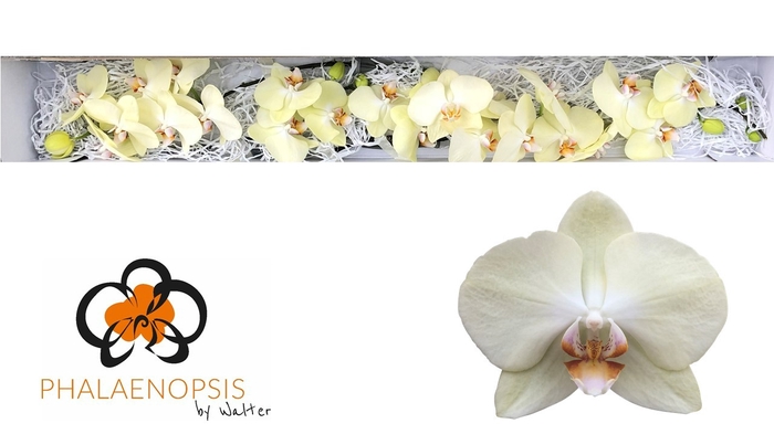 <h4>Phalaenopsis Rising Sun Doos</h4>