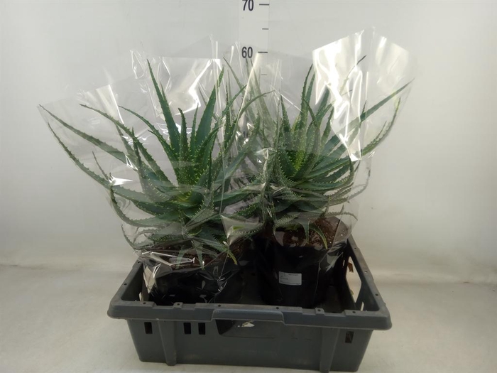 <h4>Aloe arborescens</h4>