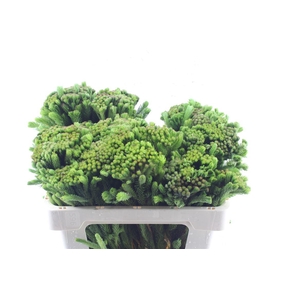 Kaaps Brunia Albiflora Green