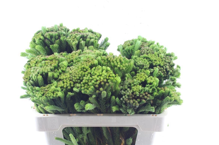 <h4>Kaaps Brunia Albiflora Green</h4>