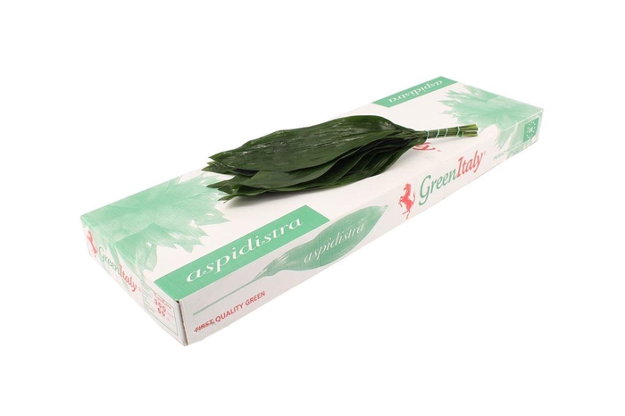 <h4>Aspidistra 50</h4>