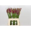 Nerine Mister Nick