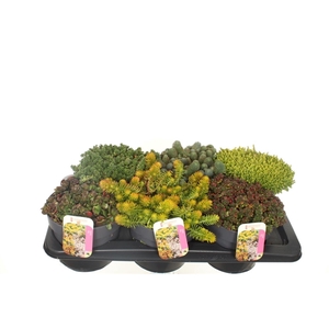 Sedum mix in tray