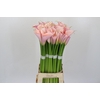 Zantedeschia Eydolls Pink