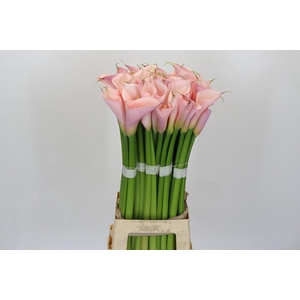 Zantedeschia Eydolls Pink