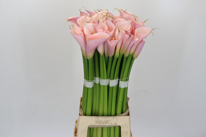 Zantedeschia Eydolls Pink