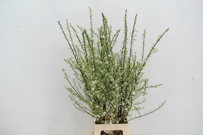 <h4>PRUNUS GLAND VERTAKT XL</h4>