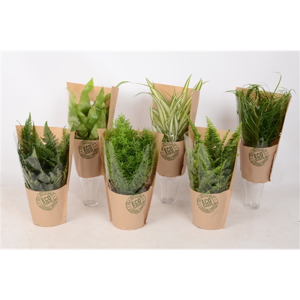 <h4>Groen Mix 12cm - Classic - Eco Hoes</h4>