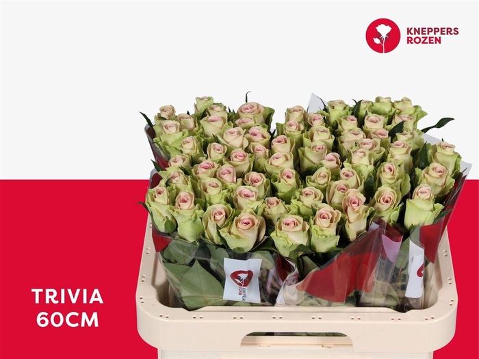 <h4>R Gr Trivia</h4>