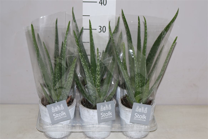 <h4>Aloe Vera White Wash Keramiek</h4>