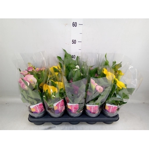Zantedeschia   ...mix