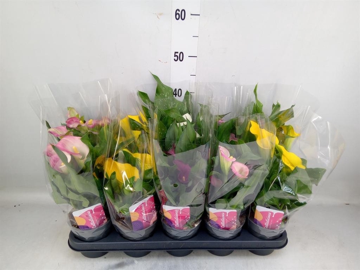 <h4>Zantedeschia   ...mix</h4>