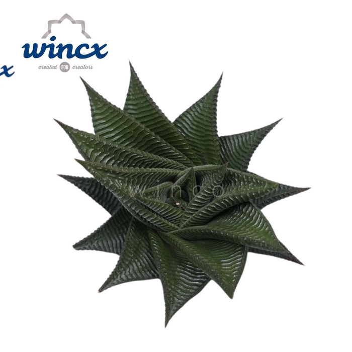<h4>Haworthia Limifolia Twist Cutflower Wincx-10cm</h4>