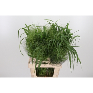 Panicum Fountain